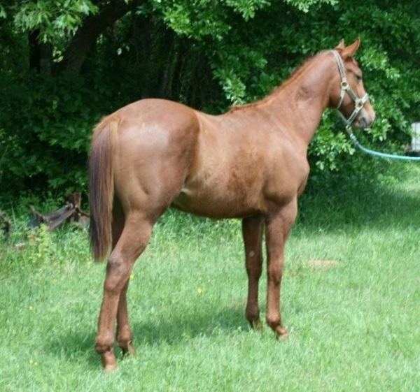 Magnum's Hot Rod, yearling gelding